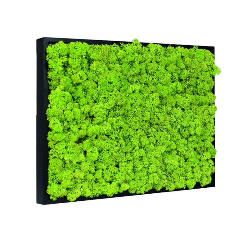Mos Schilderij Rendiermos 60x60 cm Zwart
